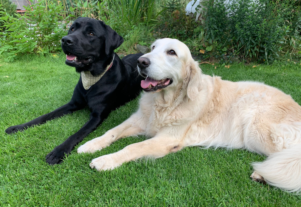 Buddy und Bakyra, ausgebildete Therapiehunde